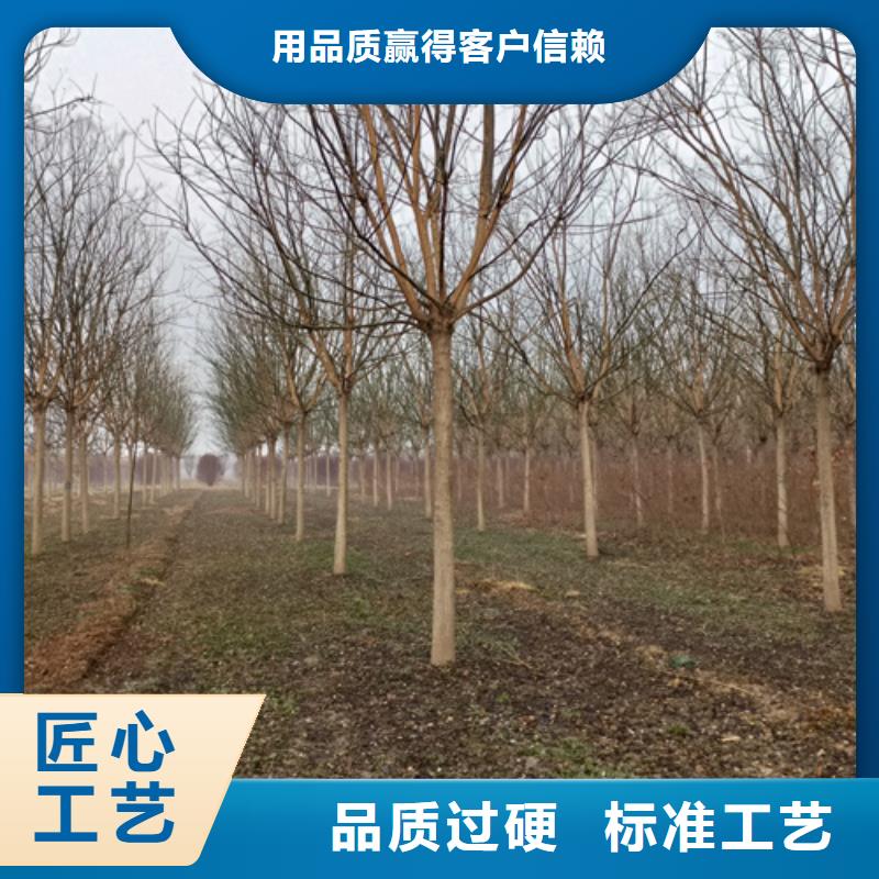 四川造型法桐质量保证绿化苗木