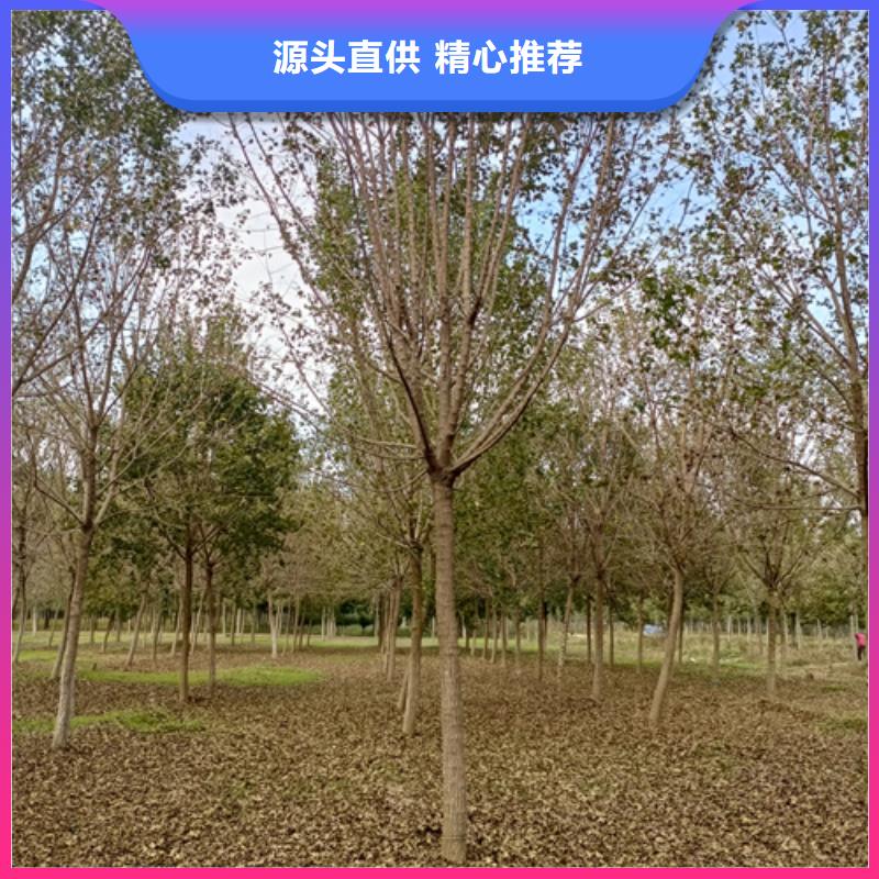 青海法桐欢迎来电绿化乔木