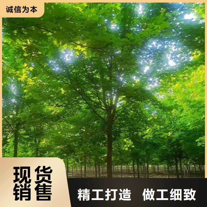安康法桐行情质量保证绿化乔木