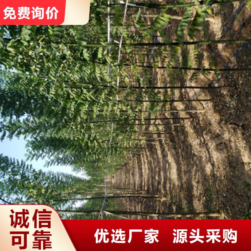 荆州造型法桐质量放心苗木基地