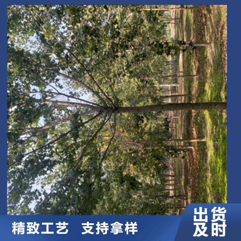 新疆速生法桐畅销全国绿化乔木