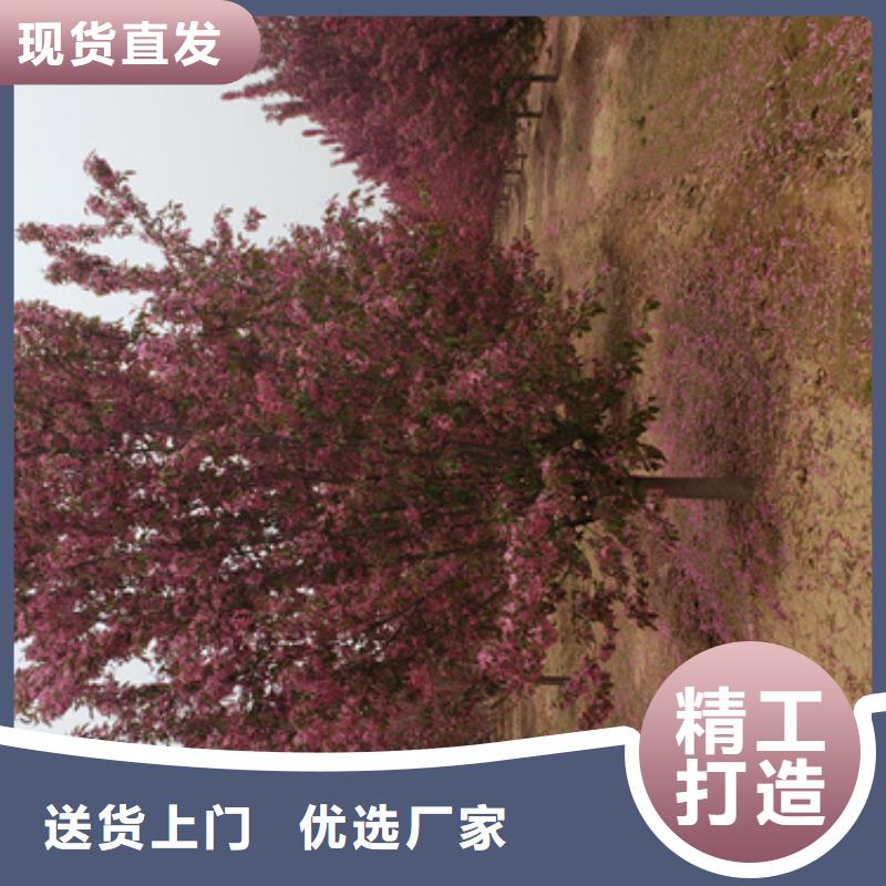 台州法桐价格放心购买绿化苗木