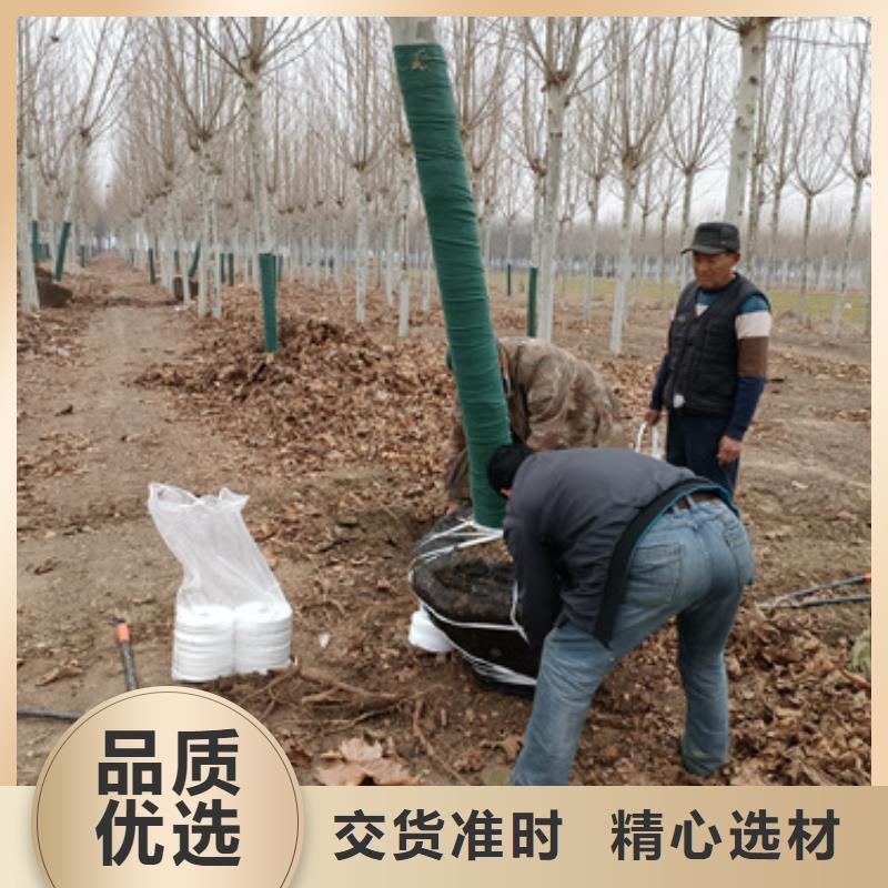 萍乡法桐价格质量保证绿化乔木