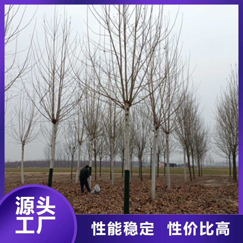 锡林郭勒法桐价格种植基地绿化苗木