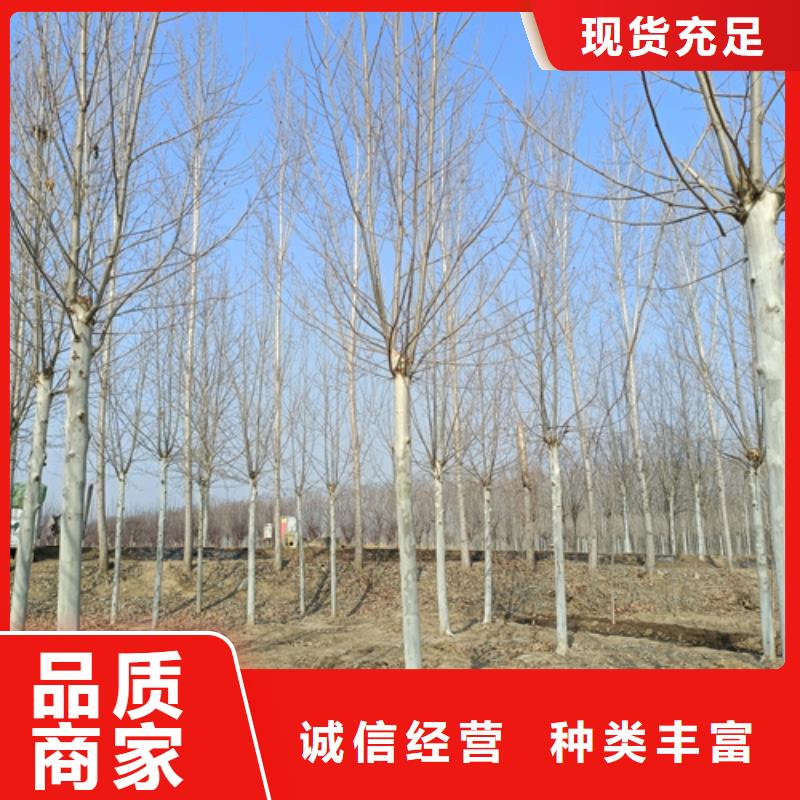 莱芜造型法桐价格-定制_翌昊苗木种植基地