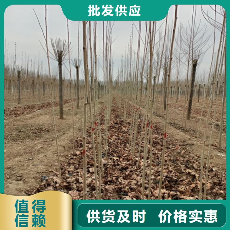 法桐价格质量保证绿化乔木源头厂家来图定制