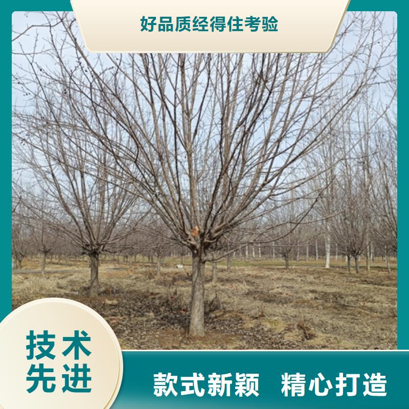 邯郸法桐价格质量保证绿化乔木