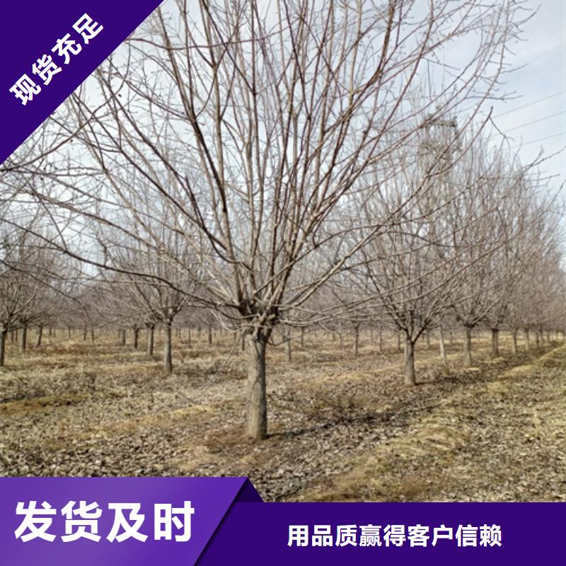 湘潭速生法桐质量保证绿化乔木