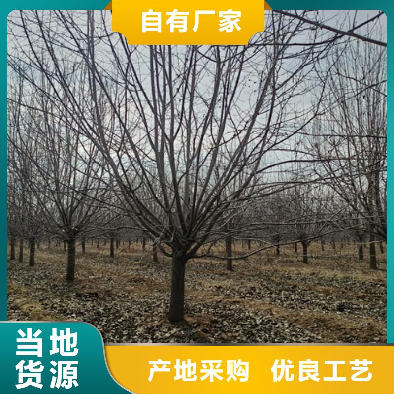 漳州法桐小苗生产流程
