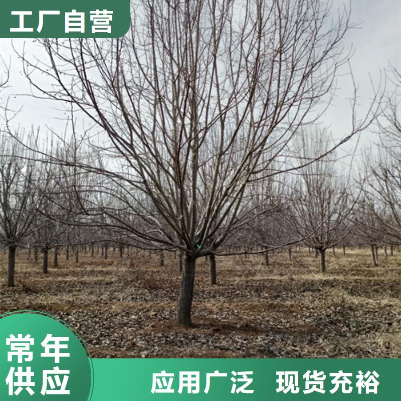 郑州法桐价格基地绿化乔木