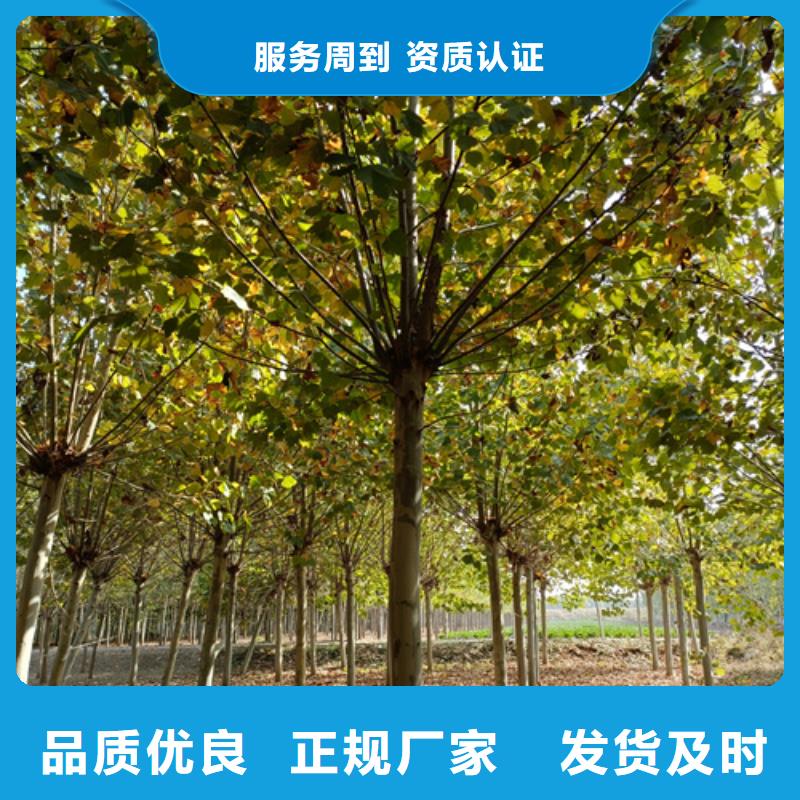 香港造型法桐品质经得起考验