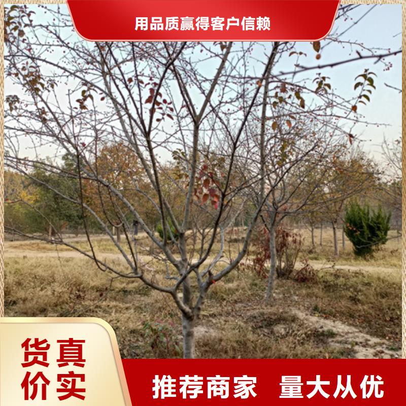 汉中速生法桐质量放心绿化乔木