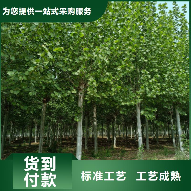 衢州造型法桐种植基地绿化乔木