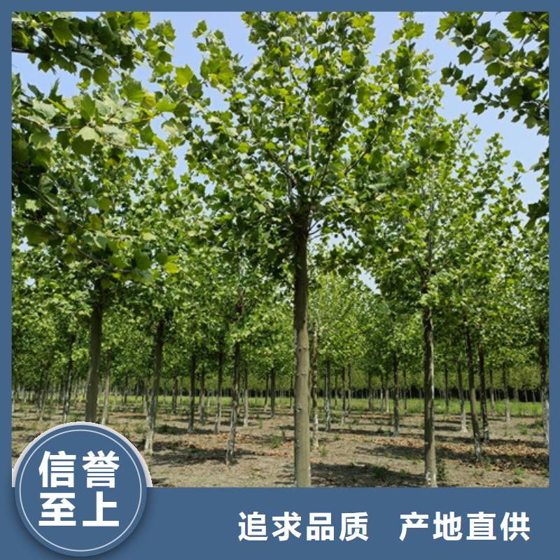 嘉峪关造型法桐质量保证绿化苗木