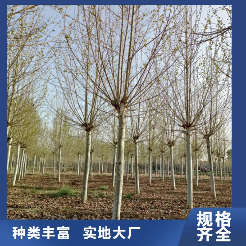 造型法桐货源充足绿化苗木专业品质