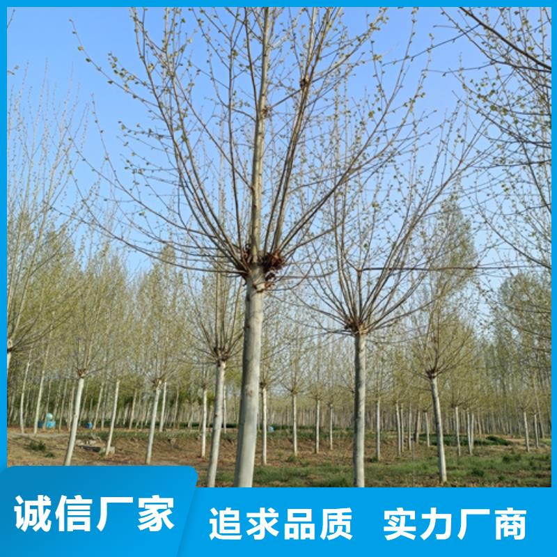甘南造型法桐质量保证绿化乔木