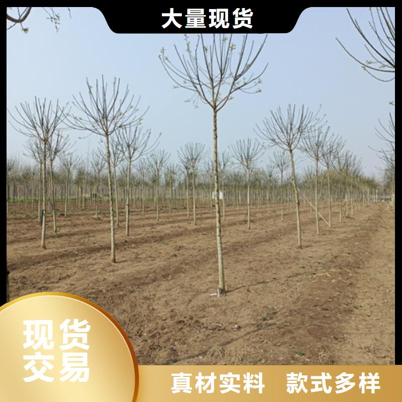 造型法桐质量放心绿化乔木专业品质
