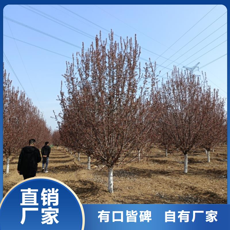 漳州造型法桐放心购买绿化乔木