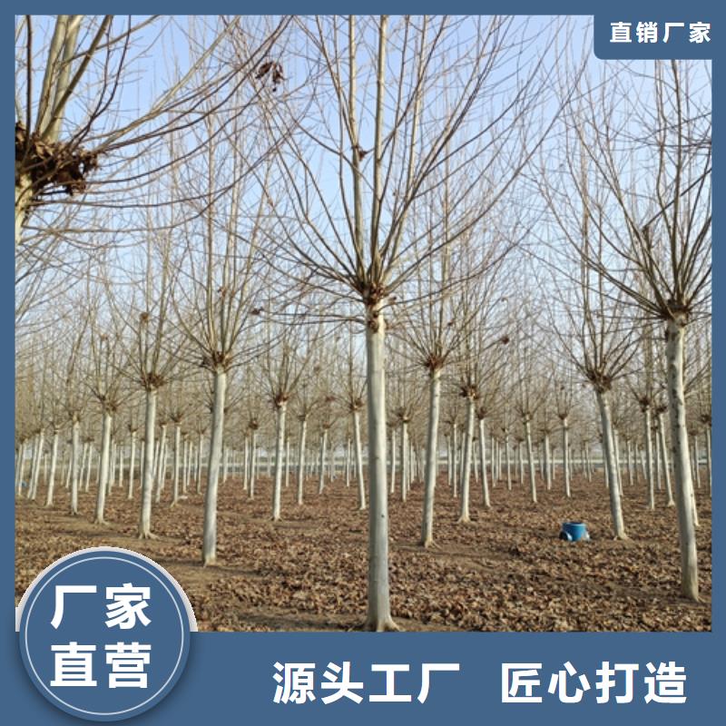 锦州法桐货源充足绿化苗木