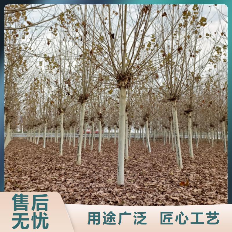 阿里造型法桐畅销全国绿化乔木