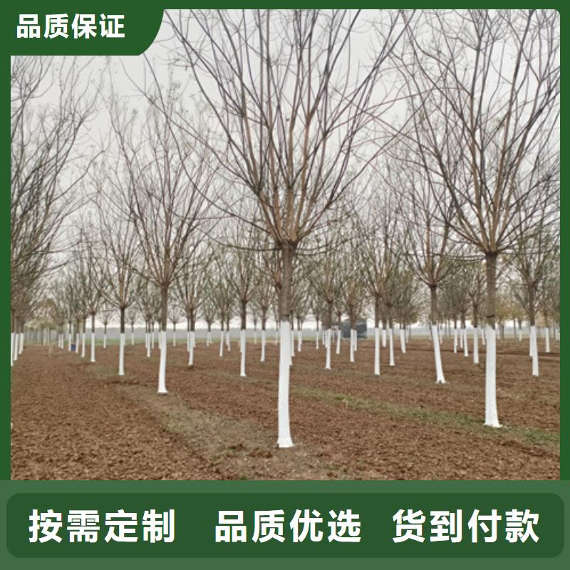 锡林郭勒法桐小苗种植基地绿化乔木