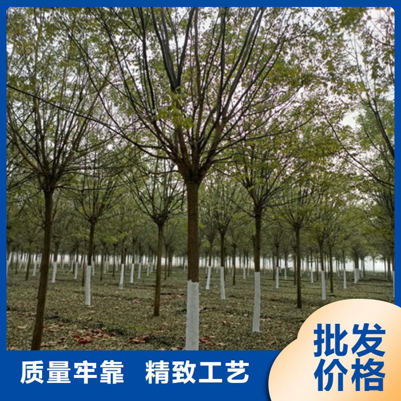 雅安速生法桐种植基地绿化乔木
