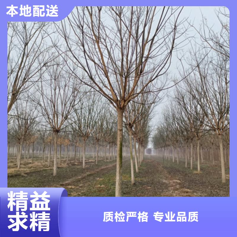 广州造型法桐品质与价格