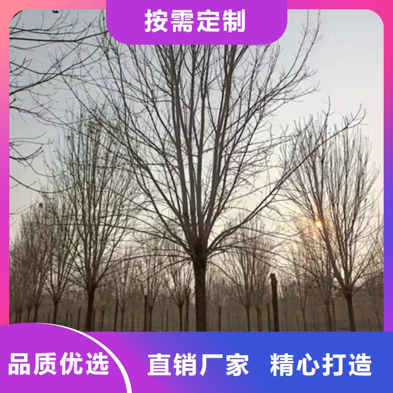 衢州法桐行情欢迎来电绿化乔木