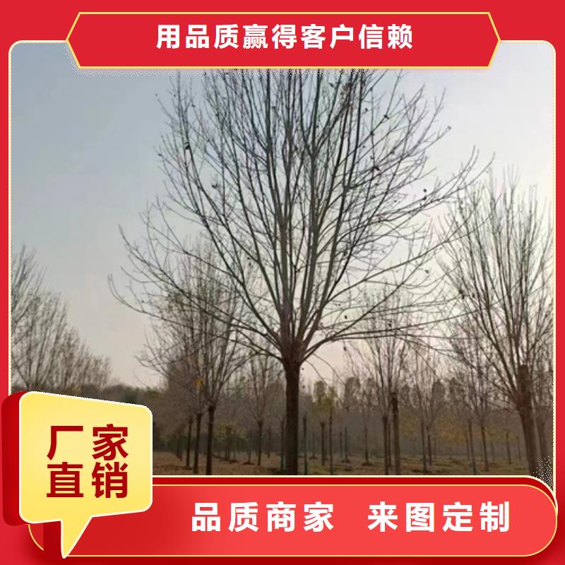 郑州法桐价格种植基地苗木基地