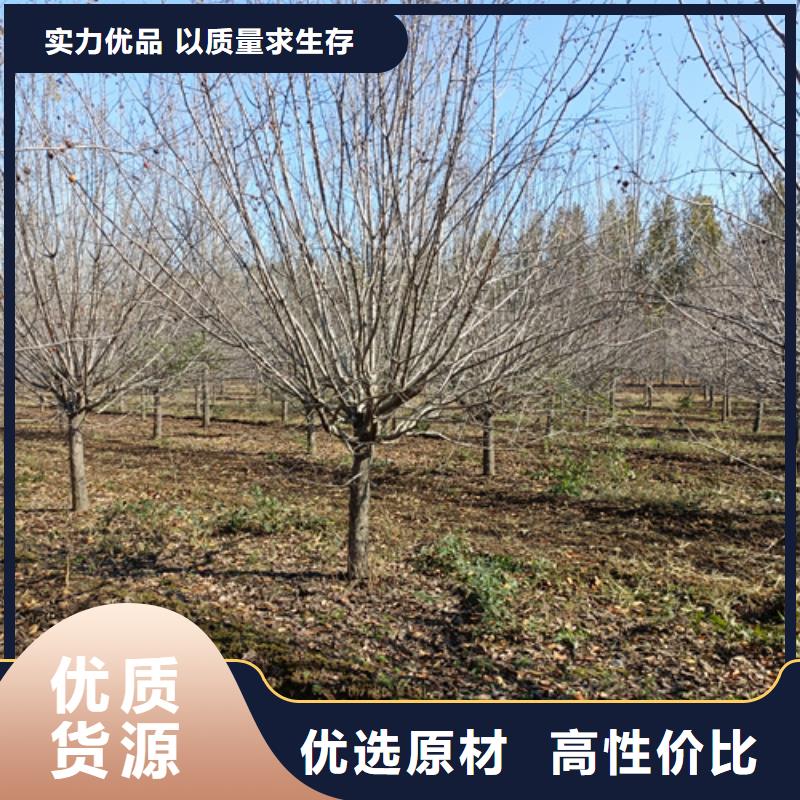 黄石速生法桐质量保证绿化乔木