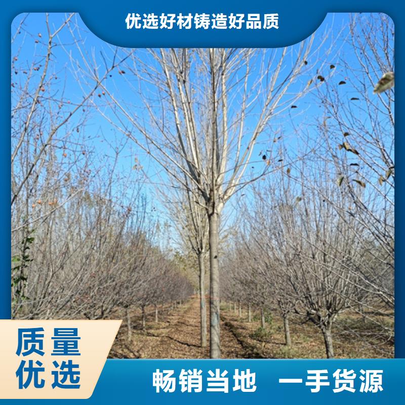 潍坊造型法桐欢迎来电绿化乔木