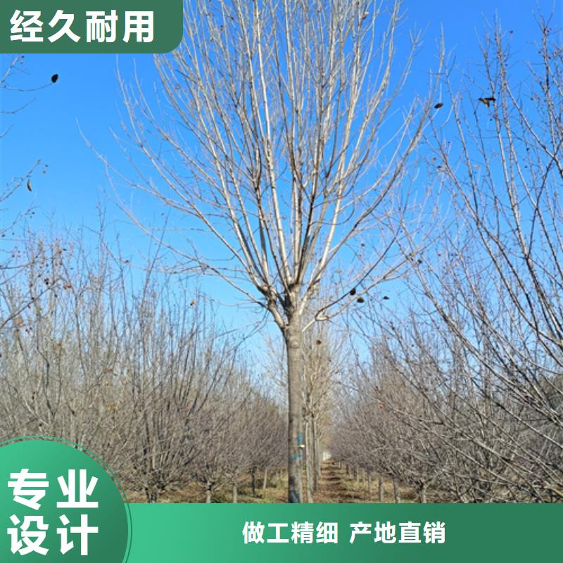 萍乡法桐欢迎来电绿化乔木
