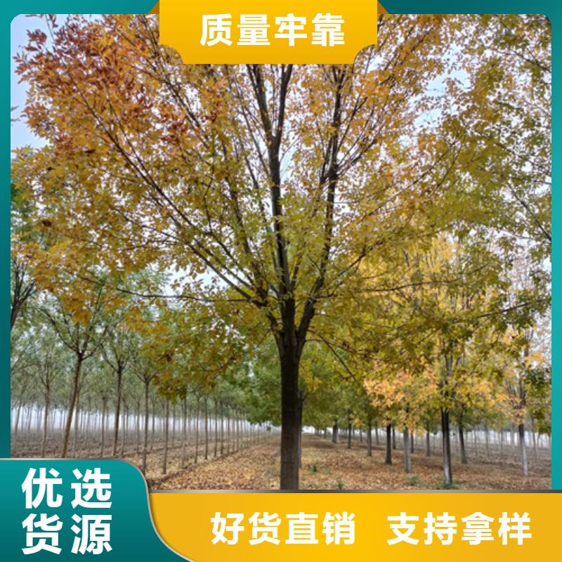 锡林郭勒法桐价格质量保证绿化乔木