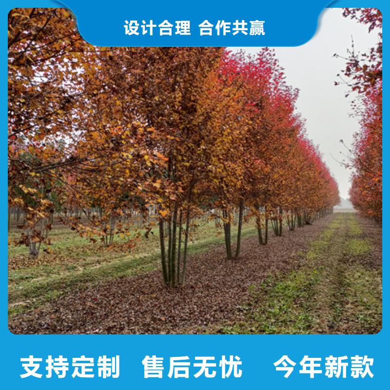 大庆法桐价格质量保证绿化苗木