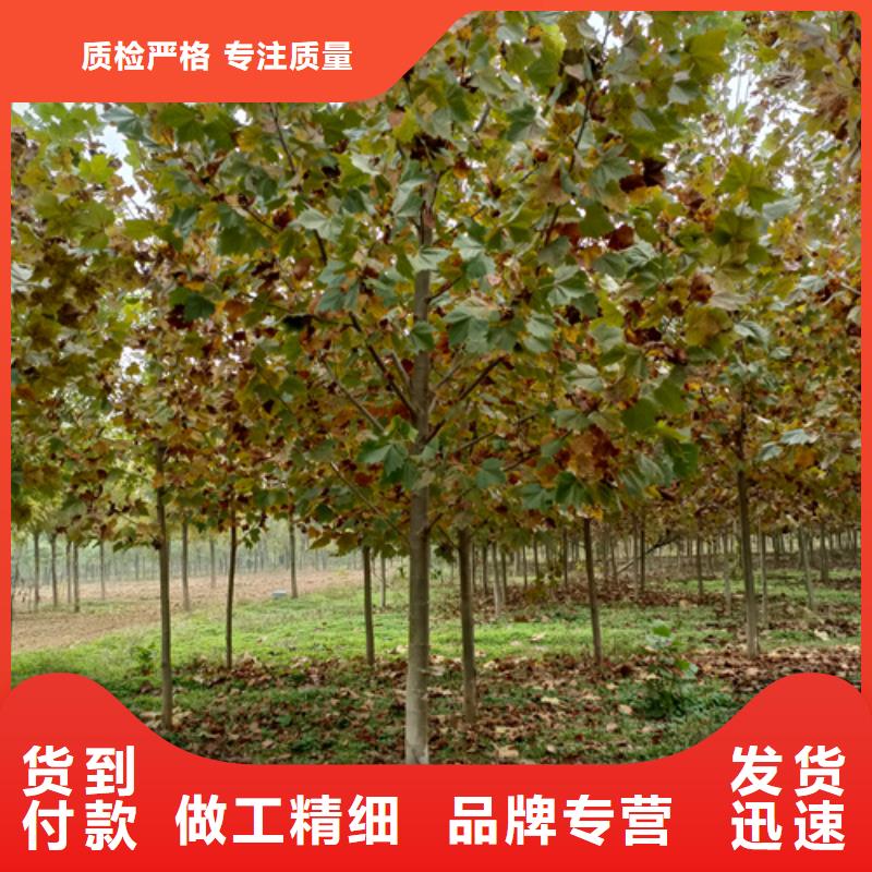 规格全的桂林造型法桐生产厂家