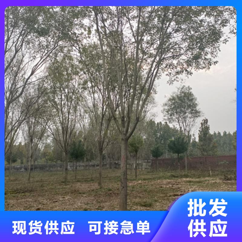 锡林郭勒法桐种植基地绿化乔木