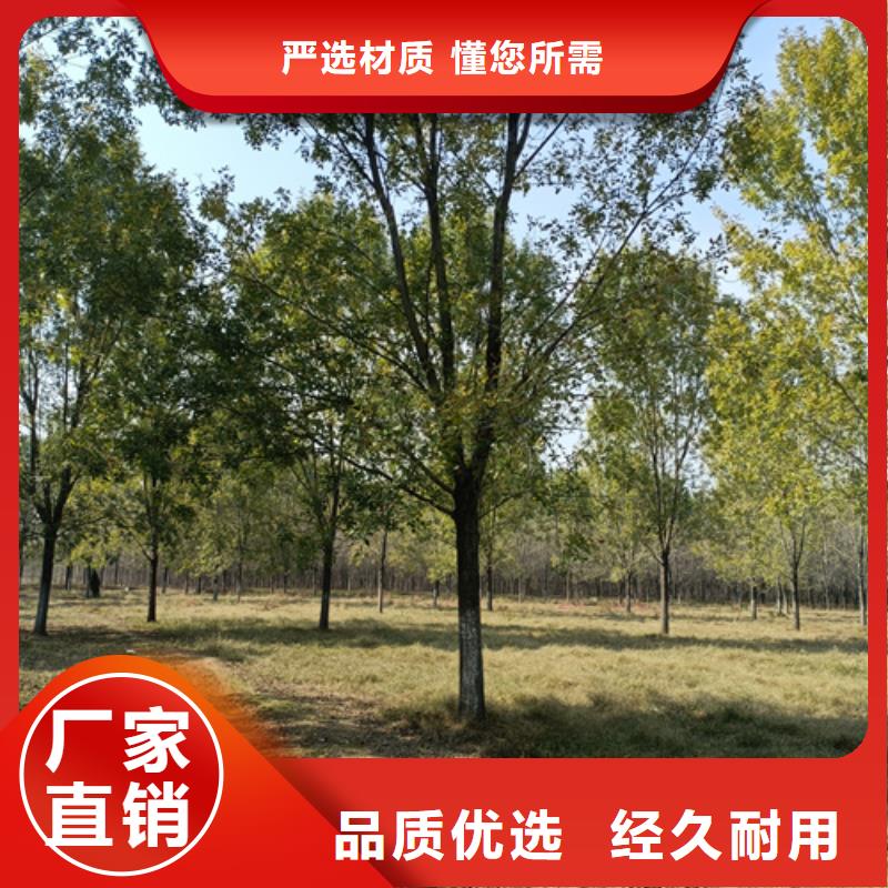萍乡法桐价格质量放心绿化苗木