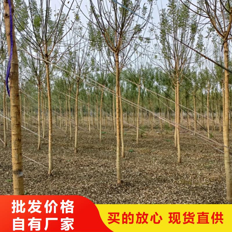 自贡法桐价格畅销全国绿化乔木