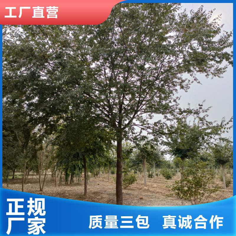 荆州速生法桐质量放心绿化苗木