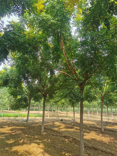 邯郸法桐质量保证绿化苗木