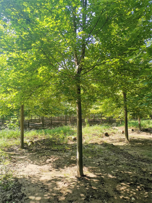 菏泽造型法桐货源充足绿化乔木