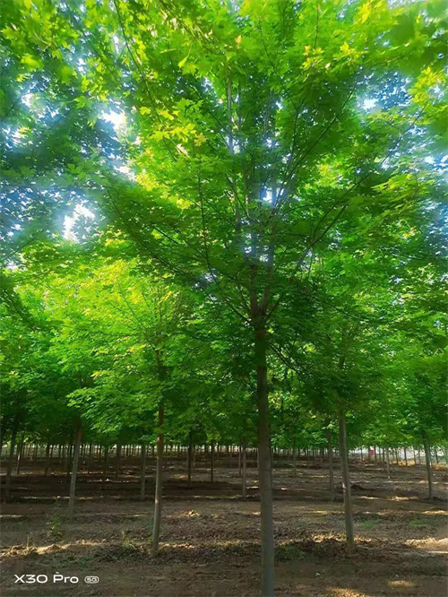 海东法桐质量保证绿化苗木