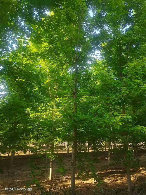 广元速生法桐质量放心绿化乔木