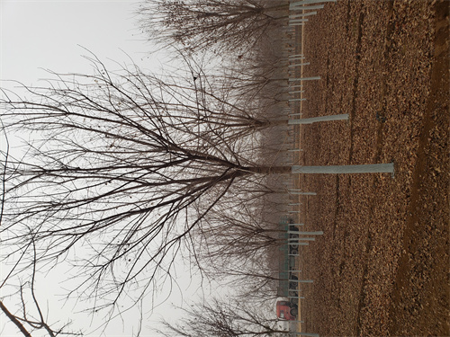 四川法桐价格质量保证绿化乔木