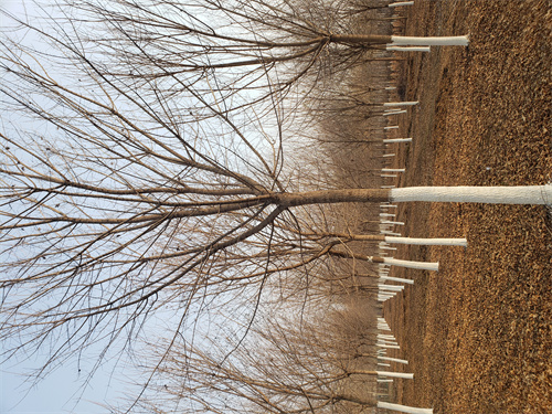 甘南法桐价格质量保证绿化苗木