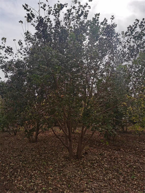 绥化造型法桐质量保证绿化苗木
