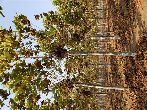 呼伦贝尔速生法桐质量可靠绿化乔木