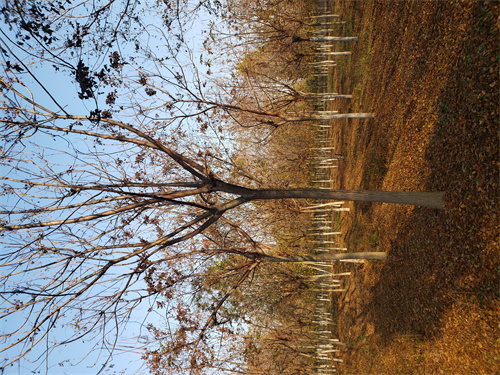 邢台造型法桐质量保证绿化苗木