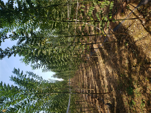 呼伦贝尔造型法桐货源充足绿化乔木