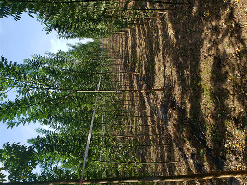 法桐价格种植基地苗木基地用心提升细节